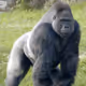 APEGORILLA