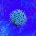 nftPandemic
