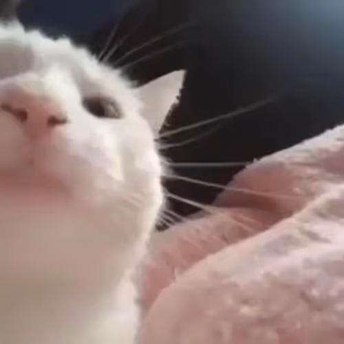 Vibing Cat
