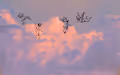 Lucid Dreams Collection