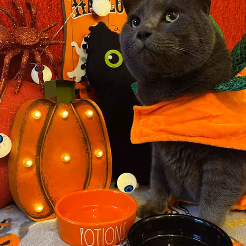 Halloween Kiki
