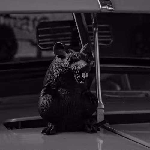 WATCH OUT FOR RATS.