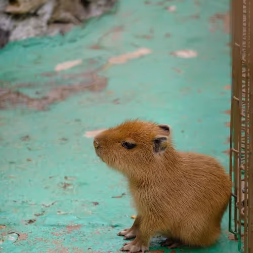 Baby Capybaras