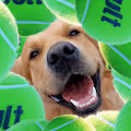 Cult of Dog Devotees