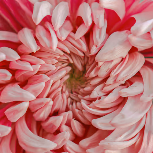 Some Flowers By Flower Blocks