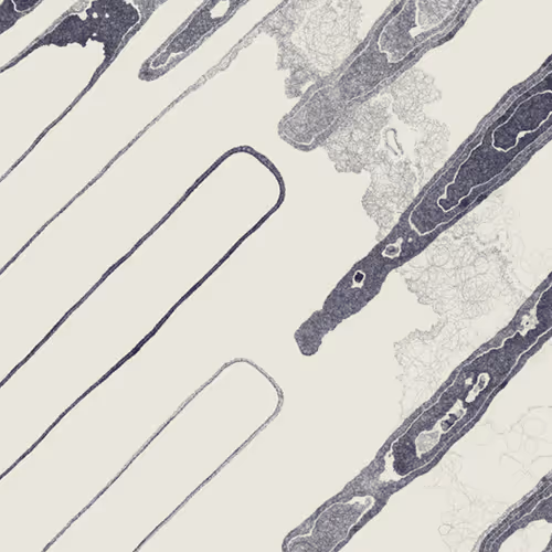 Decal by Kjetil Golid