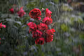 Heavy-rain