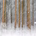 Forests Soul