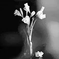 Contemporary Still Life V1