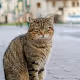 CatsOnTheStreet