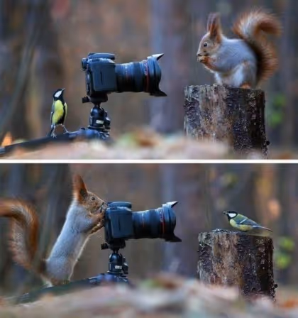 mamal.lens-Collect-1498