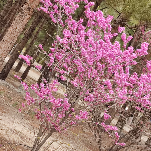 funyxz.lens-Collect-715