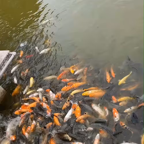 ssyyds.lens-Collect-1000