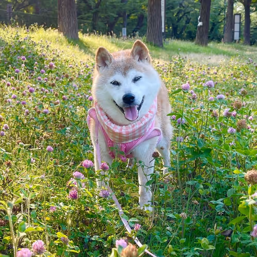 ownthedoge.lens-Collect-2