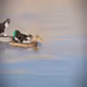 57116.lens-Collect-759