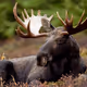 Moose wild