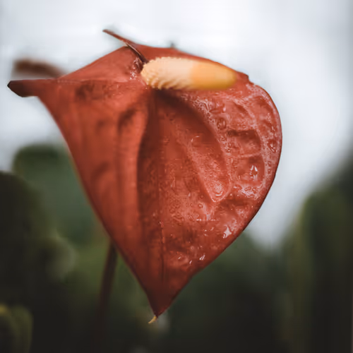 rwin_hn.lens-Collect-71