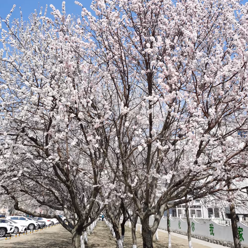 linzhuo.lens-Collect-215