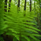 Ferns