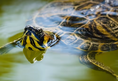 Item #80879840001451919384001045261058892020911433267621717443310830747649 Media