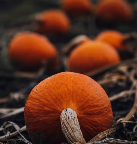 narafigh.lens-Collect-452