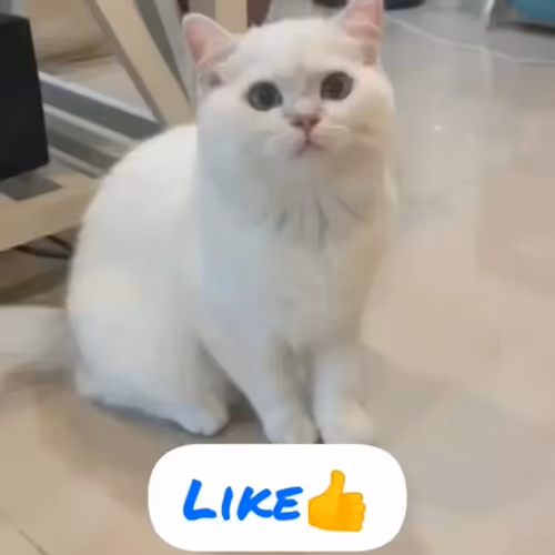 bleats.lens-Collect-1