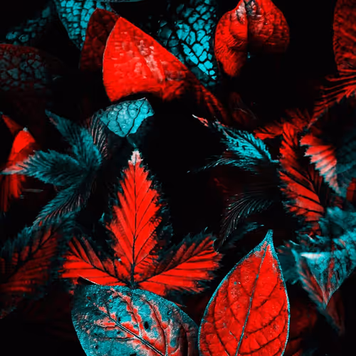 majidx.lens-Collect-261