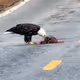 road kill