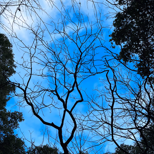 nilesh.lens-Collect-732