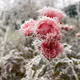 Roses on ice