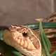 Hognose Snakes