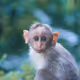 Innocent Monkey