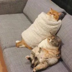 项目媒体占位符