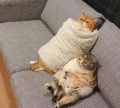 Espace réservé aux médias de l'article