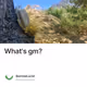 What's gm?