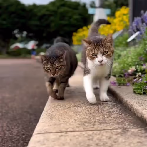 catclub.lens-Collect-36