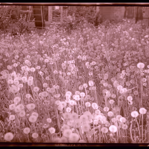 Just a field of dandelions