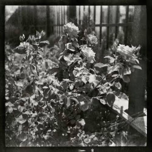Roses and a fence