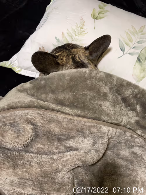 Item #99685864258770601277757069699041273913103300030191572471139504740601771851777 Media