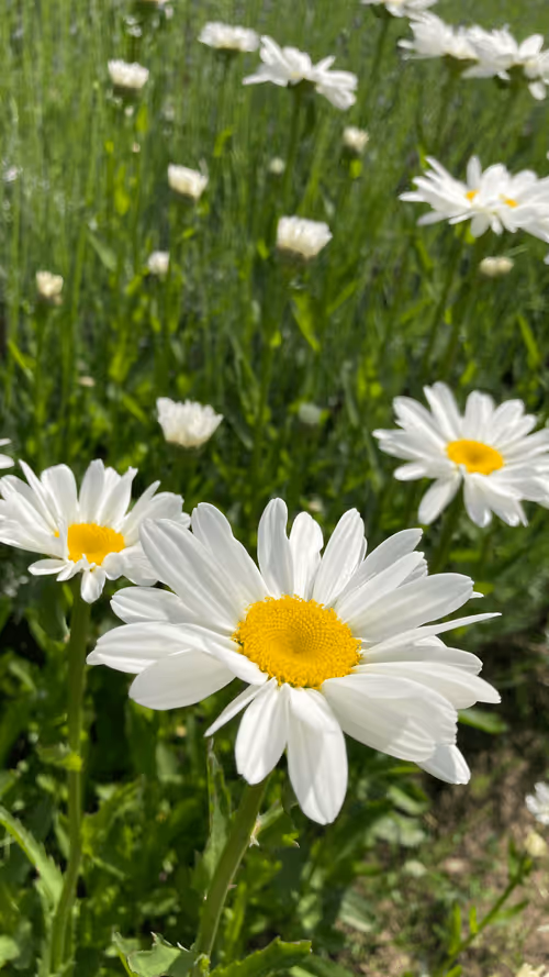 Item #67128250077476442437693318915737360643859879957981809347699965907440653828097 Media