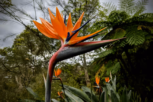 Item #39075669952795110311488058078452160275975432518977374571902800597024554090497 Media