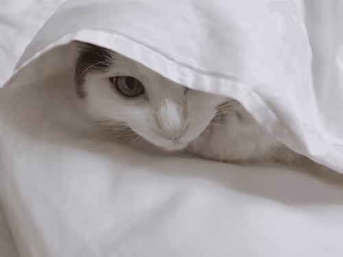 Item #100987562478615090360707683217889240424329144590499080212126269537223429849089 Media