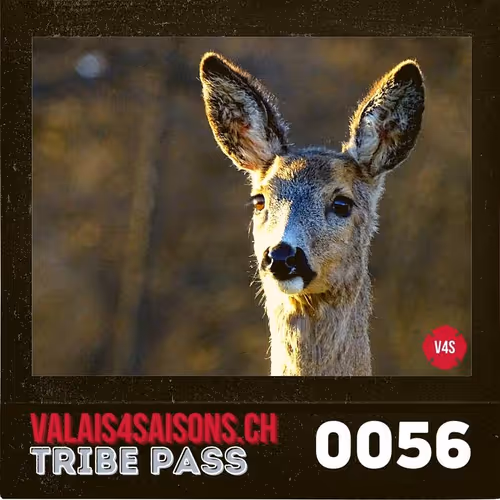 Item #39786290344722078492380092335018152769613718580951651570433323152449967489025 Media