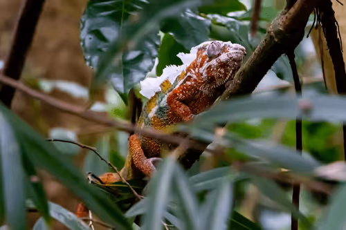 Item #39916610678052500138596211548792698776473563312308341193271399287417334661121 Media