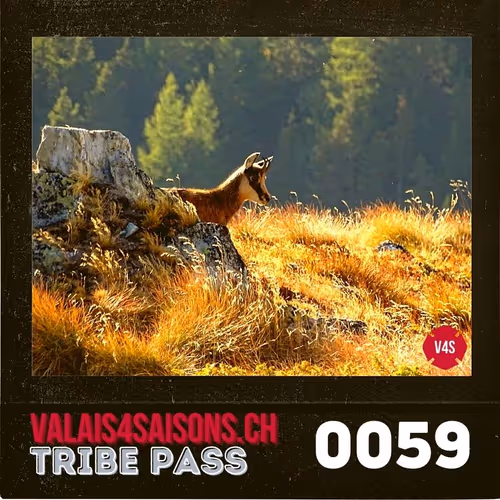 Item #39786290344722078492380092335018152769613718580951651570433323155748502372353 Media