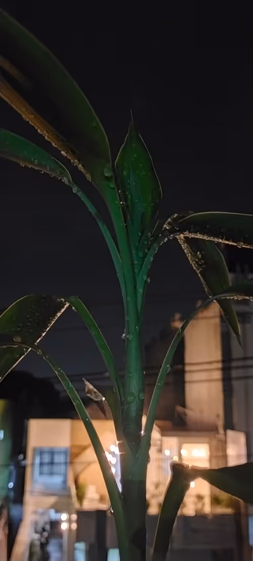 Item #111656158034307518471123911429226470304430778957481106264410992934241314013189 Media