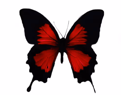 Item #114870335106955473169093684983485936452695297859029117914503749914199047798785 Media