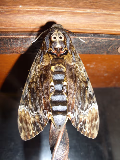 Item #91397933067741708691571928489198388637358567642466051397913126495230290296833 Media