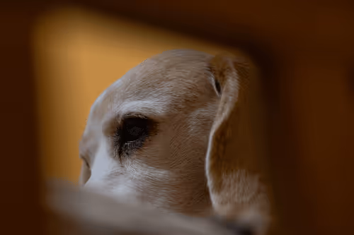 Item #68974856610287891345398477420152131783231641207281089982933452524212155580417 Media