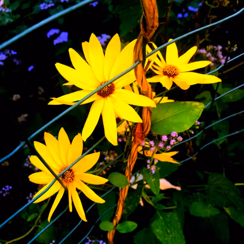 Item #111445205999481533169073477275871322289148374511979527118756874473713858248705 Media